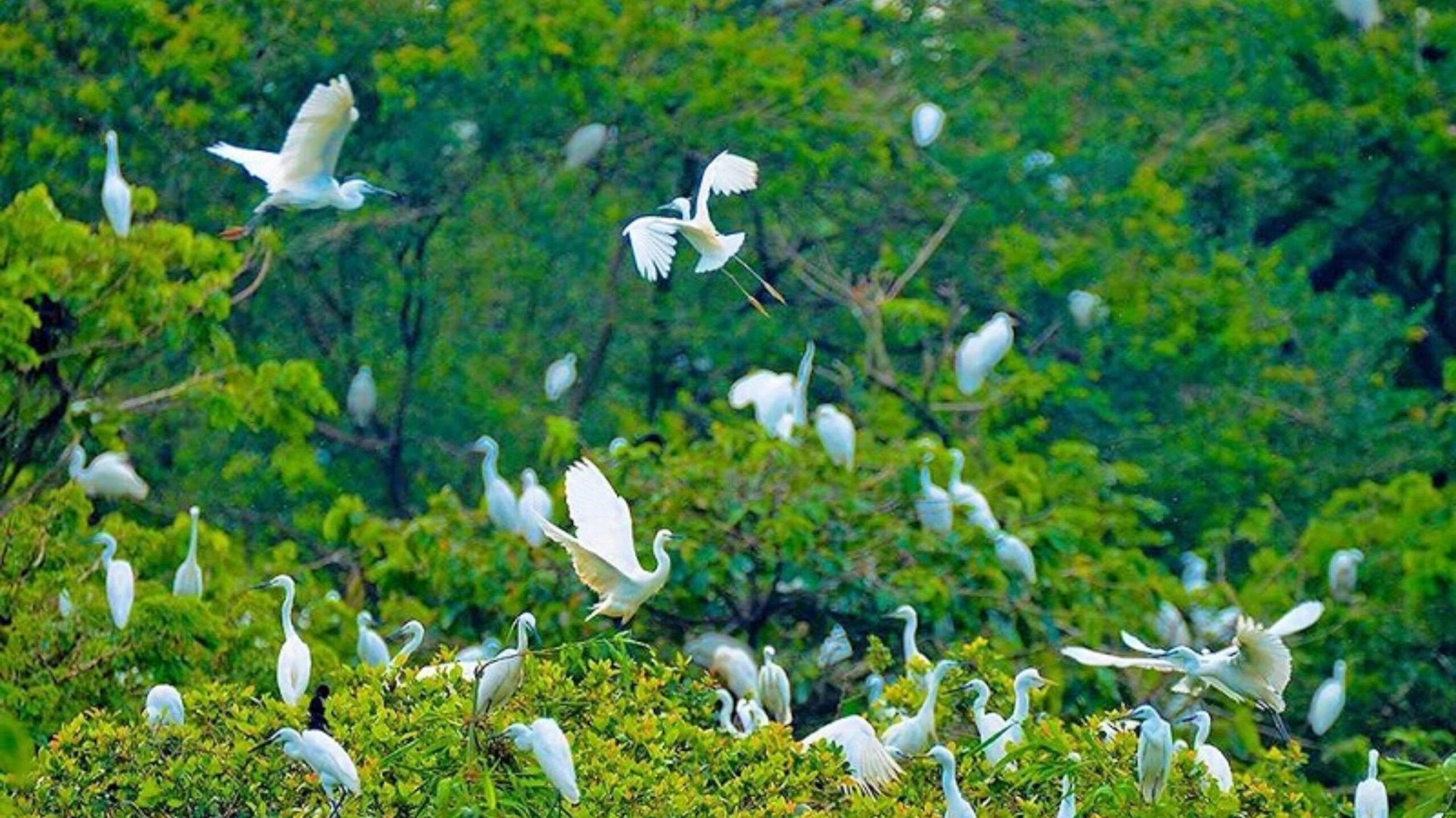 Du lịch Cần Thơ: Vườn cò Bằng Lăng