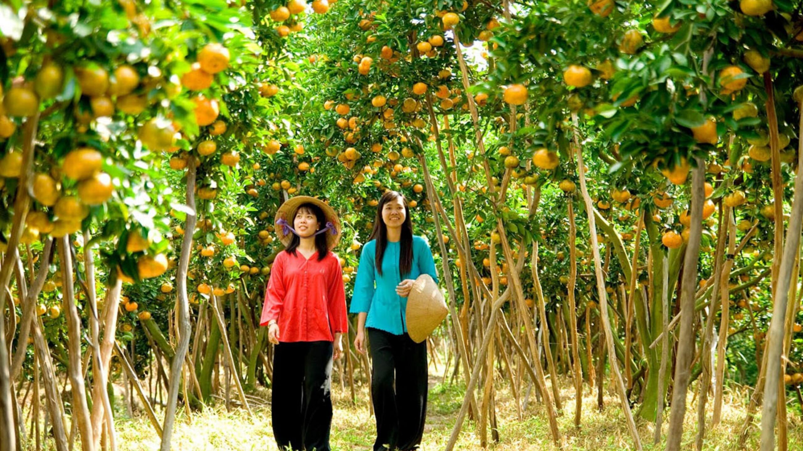 Du lịch Cần Thơ: Vườn cây Chín Hồng